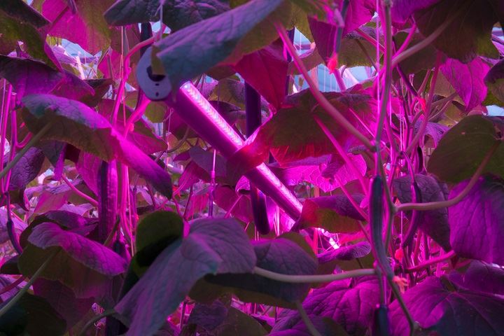 Signify_CucumbersInCanadaAlbunaFarms.5fe35e974282b